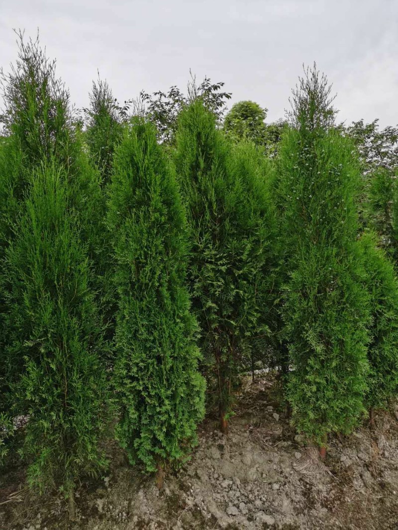 侧柏，1.8米高侧柏，行道树，高速路行道树
