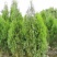 侧柏，1.8米高侧柏，行道树，高速路行道树