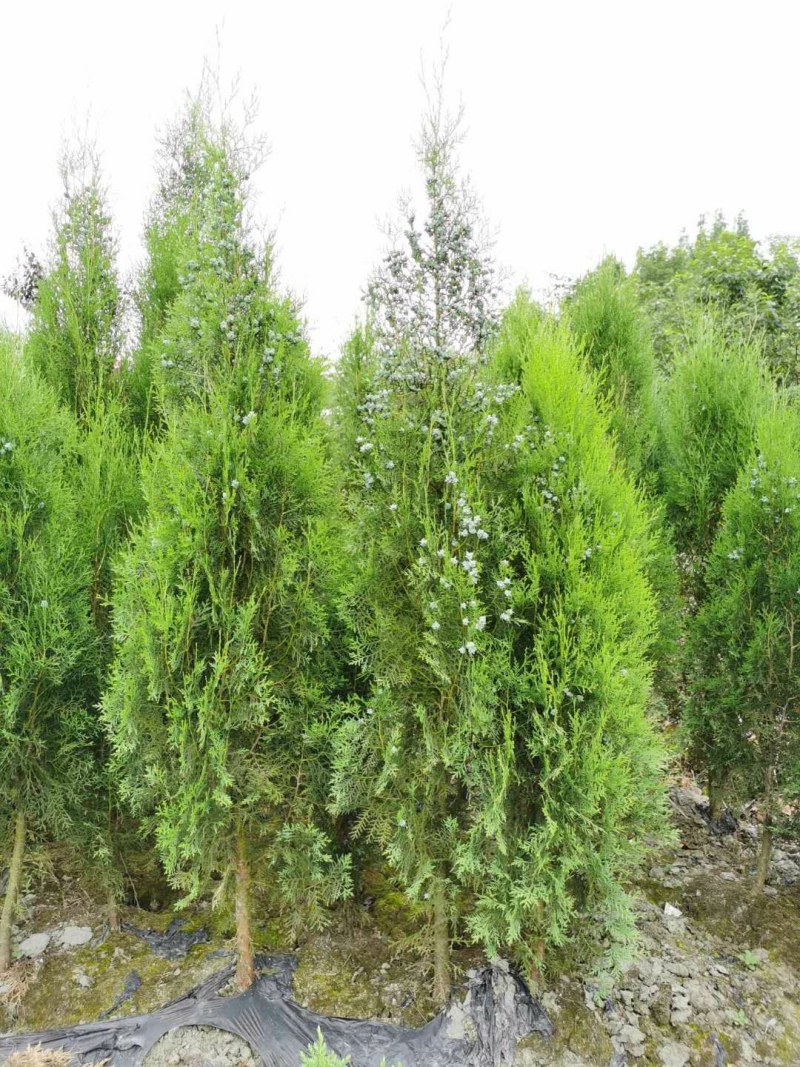 侧柏，1.8米高侧柏，行道树，高速路行道树