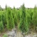 侧柏，1.8米高侧柏，行道树，高速路行道树