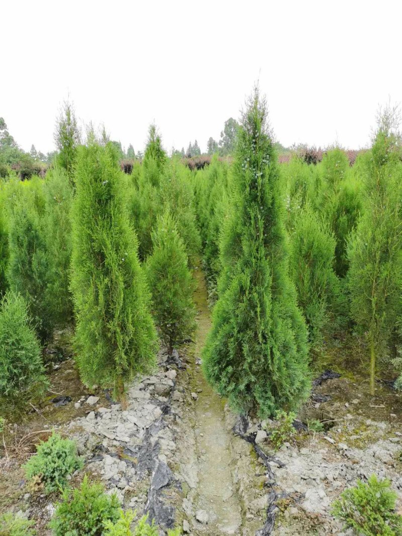 侧柏，1.8米高侧柏，行道树，高速路行道树