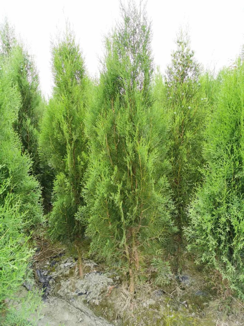 侧柏，1.8米高侧柏，行道树，高速路行道树