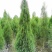 侧柏，1.8米高侧柏，行道树，高速路行道树