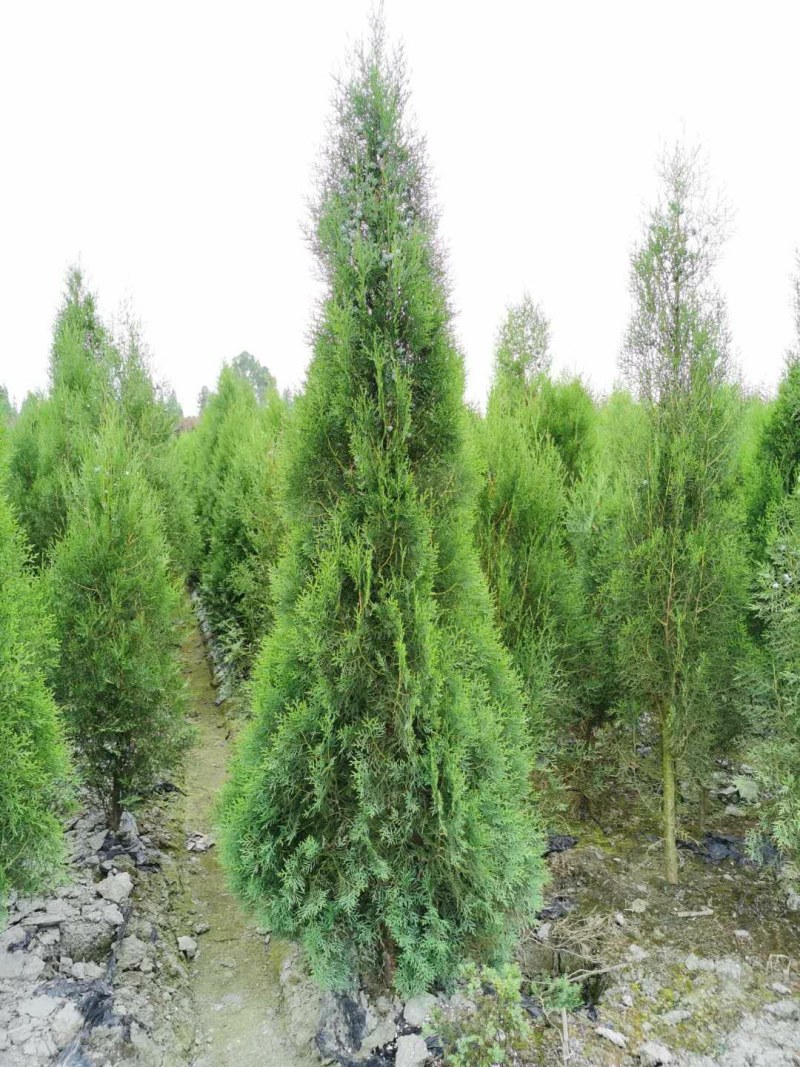 侧柏，1.8米高侧柏，行道树，高速路行道树