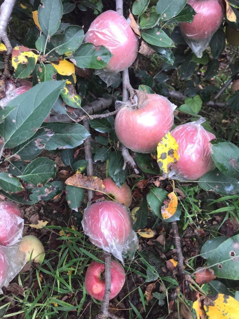 【苹果】红星苹果75mm以上一手货源，保证质量
