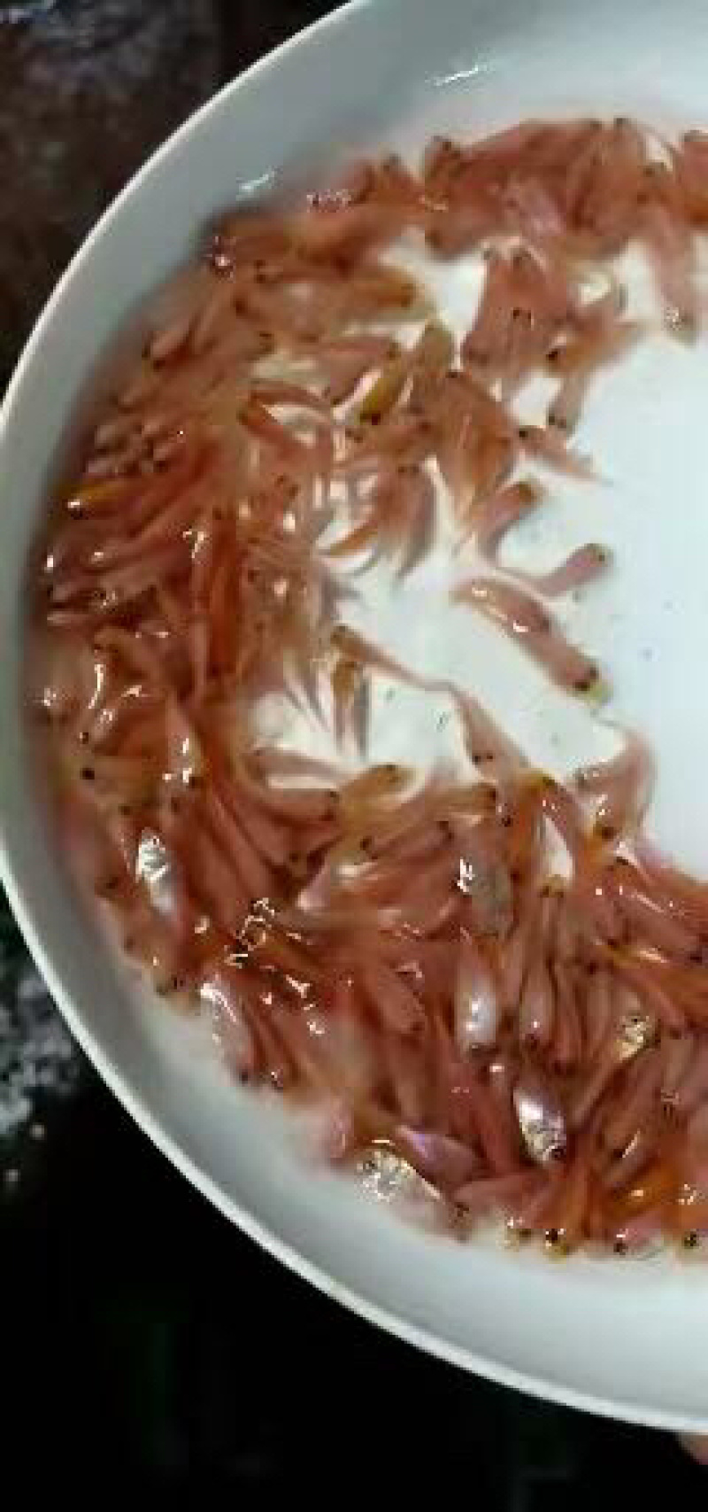 红罗非鱼苗彩虹鲷鱼苗+自孵水花（基地直供一手货源）