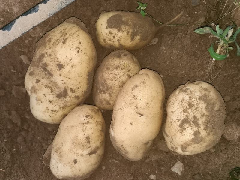 坝上精品库存土豆品种全个头匀颜色好