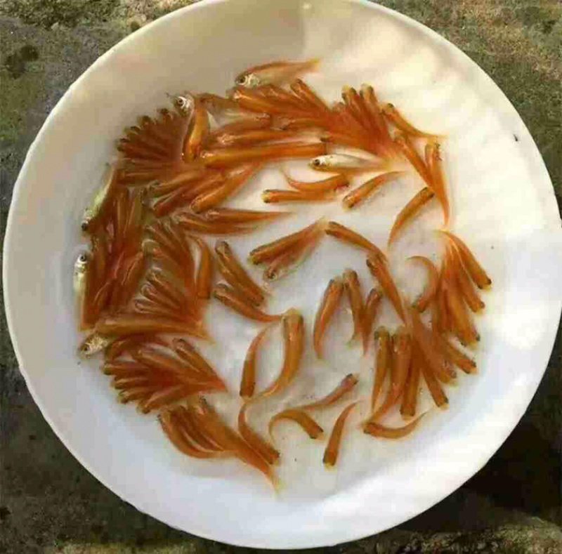 金草鱼苗俄罗斯金丝皖鱼苗黄金皖+自孵水花