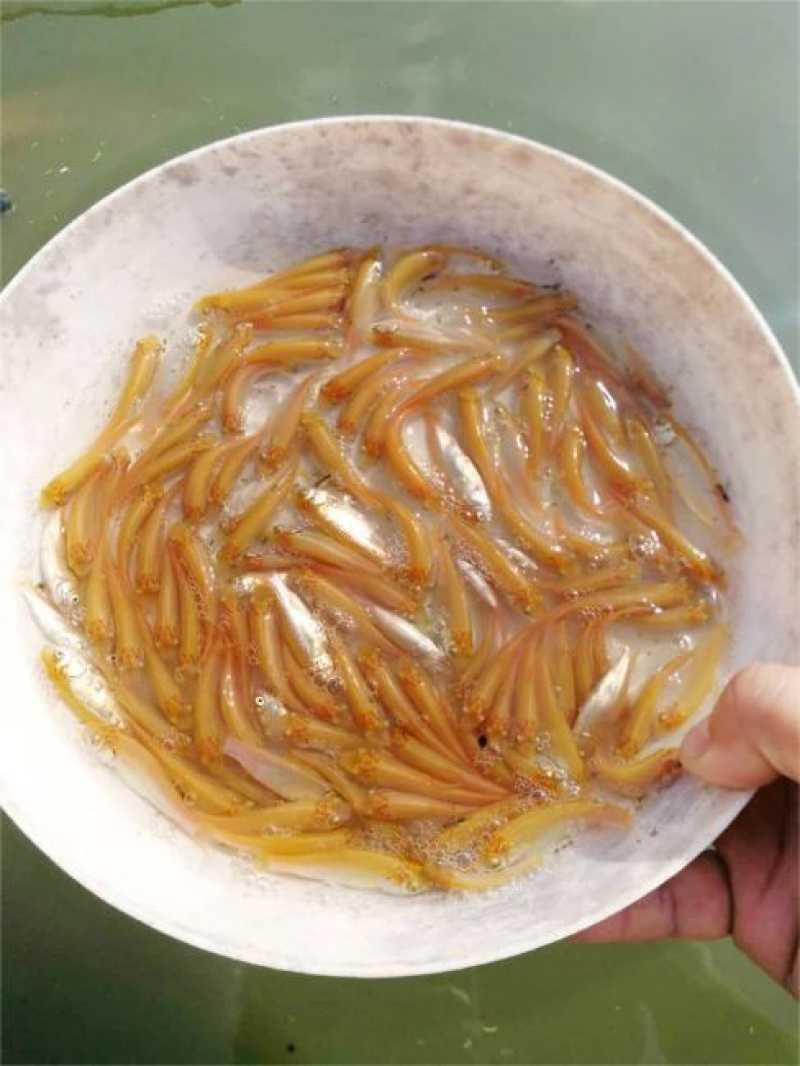 金草鱼苗俄罗斯金丝皖鱼苗黄金皖+自孵水花