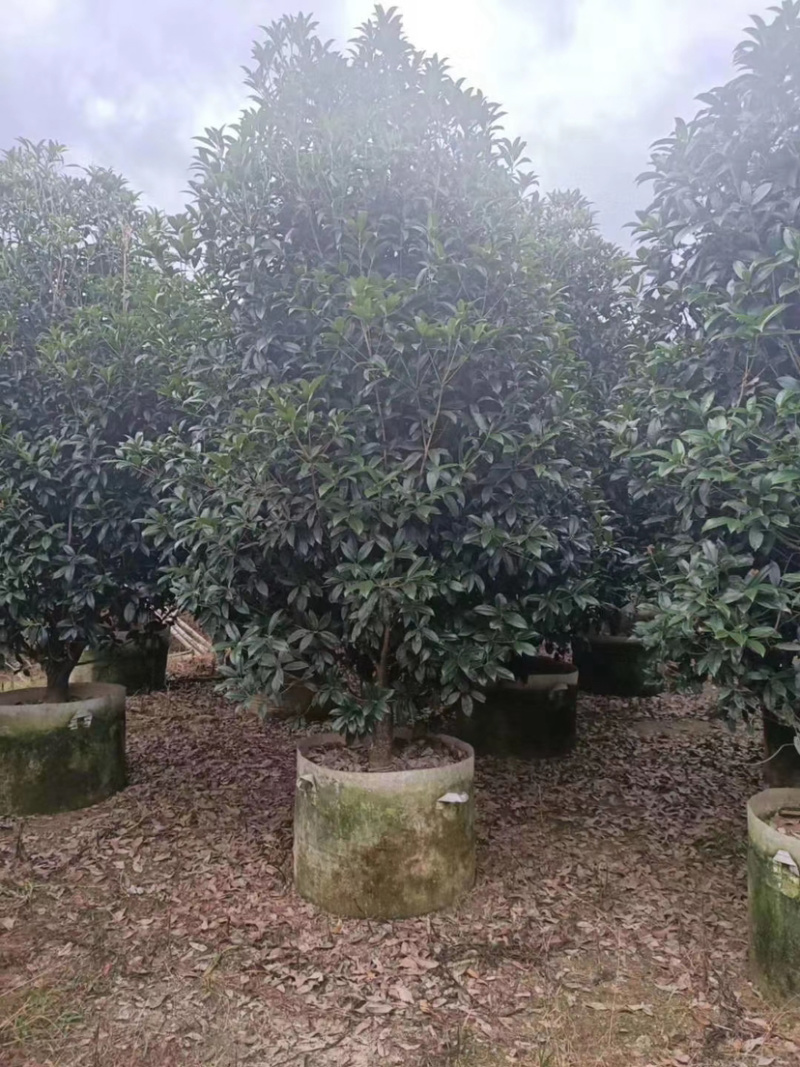 四季桂花盆栽电商平台专用质量保障合作共赢全国物流发货