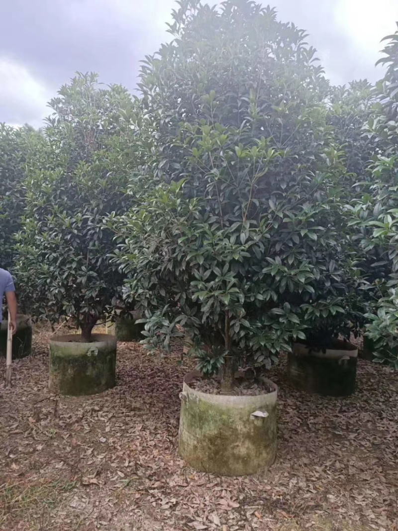 四季桂花盆栽电商平台专用质量保障合作共赢全国物流发货