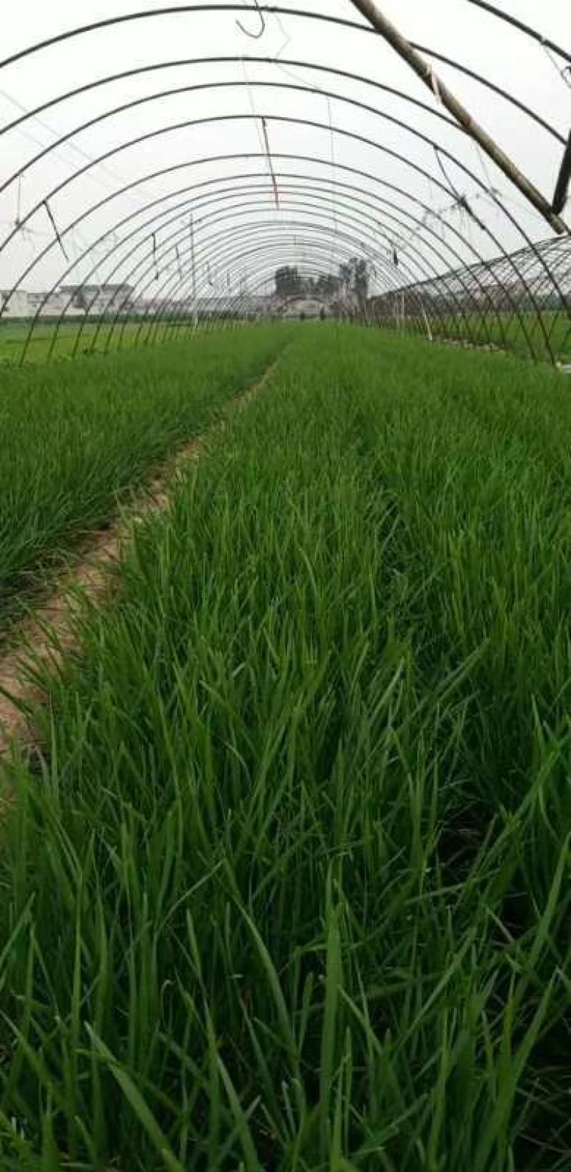 精品韭菜，基地直供，一手货源，根粗色绿，常年供应优质韭菜