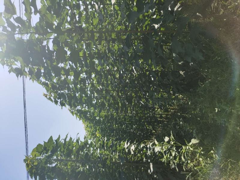 楸树金丝楸组织金丝楸树耐寒楸树3～5公分