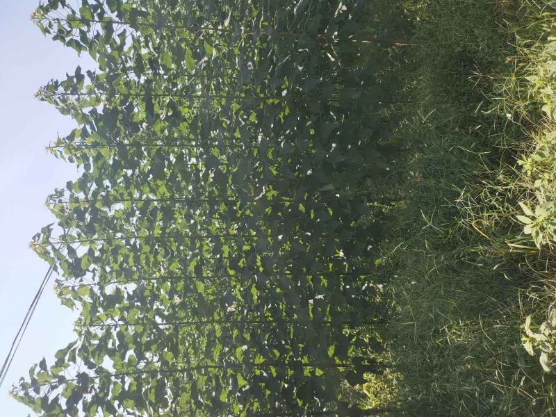 楸树金丝楸组织金丝楸树耐寒楸树3～5公分