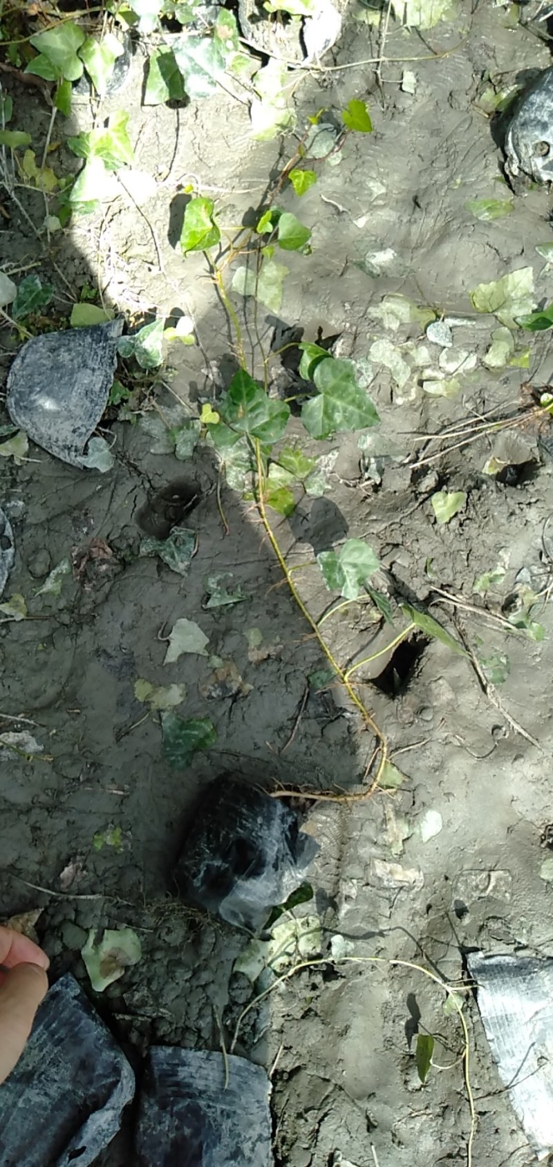 常青藤，小杯常青藤，30—100cm常青藤，基地直销