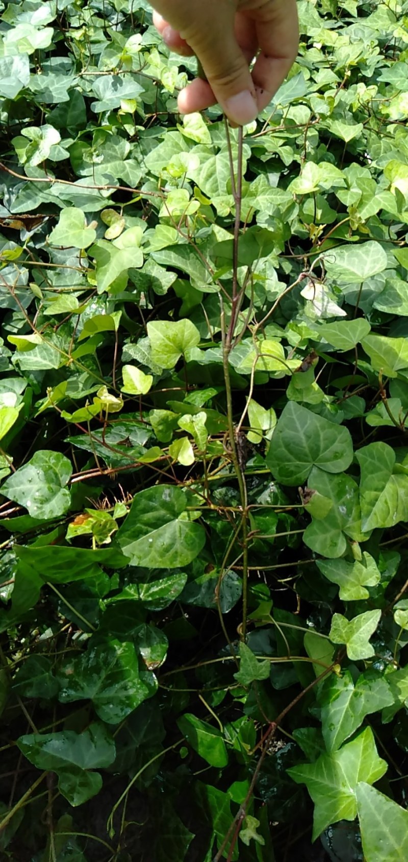 常青藤，小杯常青藤，30—100cm常青藤，基地直销