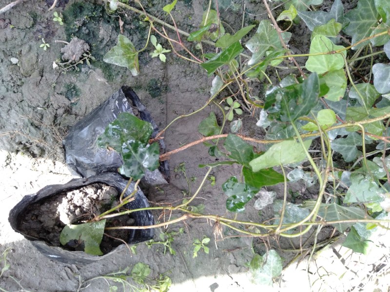 常青藤，小杯常青藤，30—100cm常青藤，基地直销