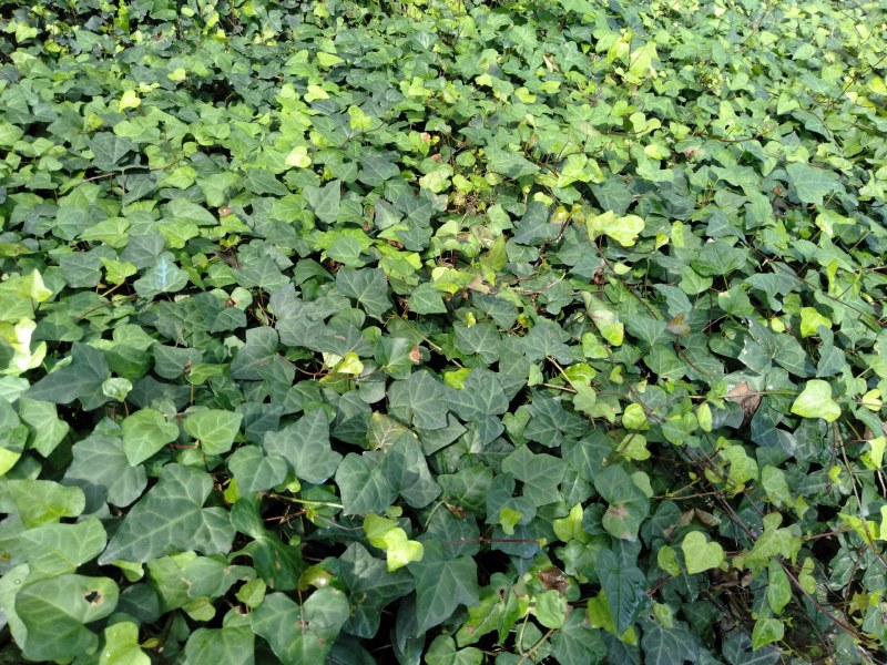 常青藤，小杯常青藤，30—100cm常青藤，基地直销