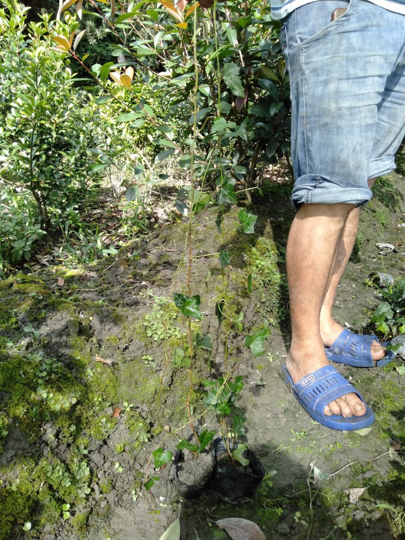 常青藤，小杯常青藤，30—100cm常青藤，基地直销
