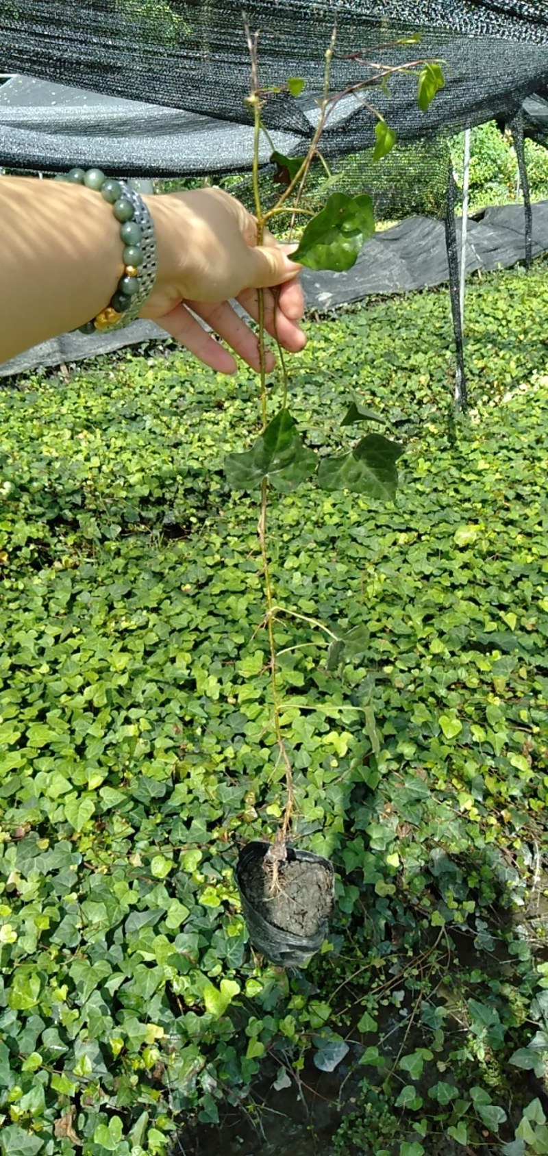 常青藤，小杯常青藤，30—100cm常青藤，基地直销