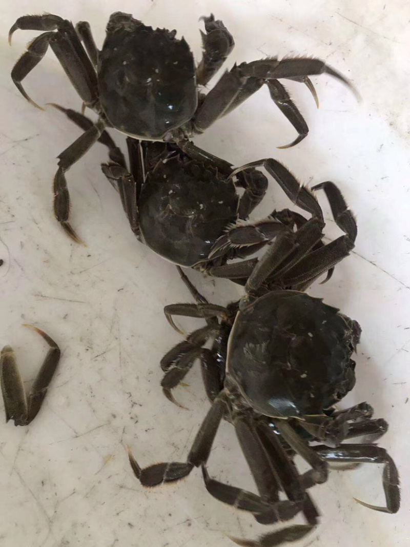 大闸蟹六月黄河蟹鲜活发货质量保证