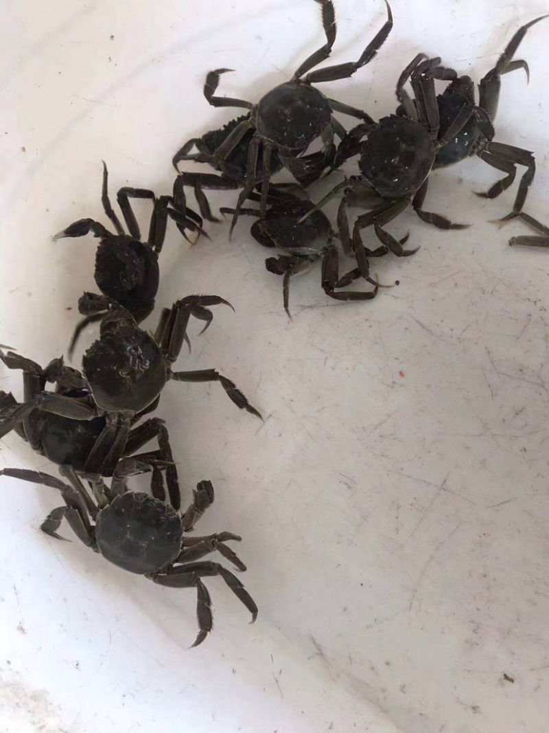 大闸蟹六月黄河蟹鲜活发货质量保证