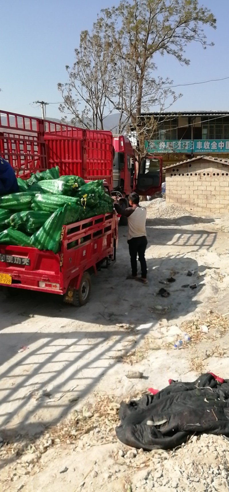 云南莴苣，上市了，老板们快点订货了，有红叶，青叶光杆！