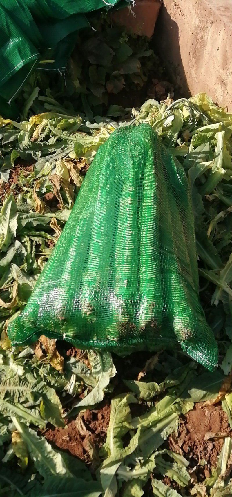 云南莴苣，上市了，老板们快点订货了，有红叶，青叶光杆！
