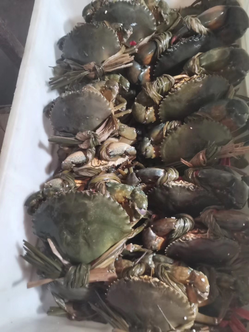 北海涠洲岛小船扑抓鲜活螃蟹，肉肥带黄饱满