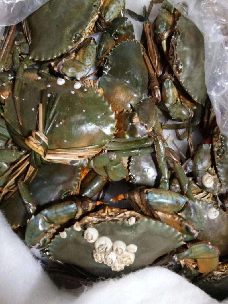 北海涠洲岛小船扑抓鲜活螃蟹，肉肥带黄饱满