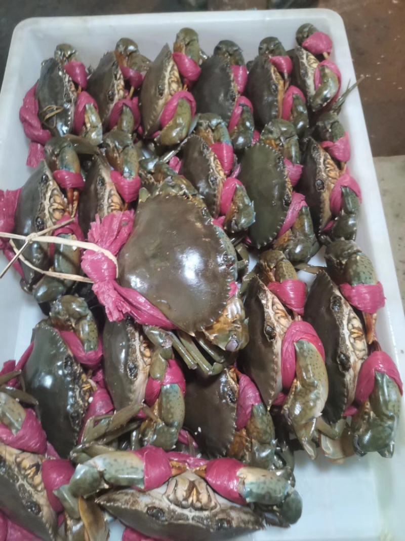 北海涠洲岛小船扑抓鲜活螃蟹，肉肥带黄饱满