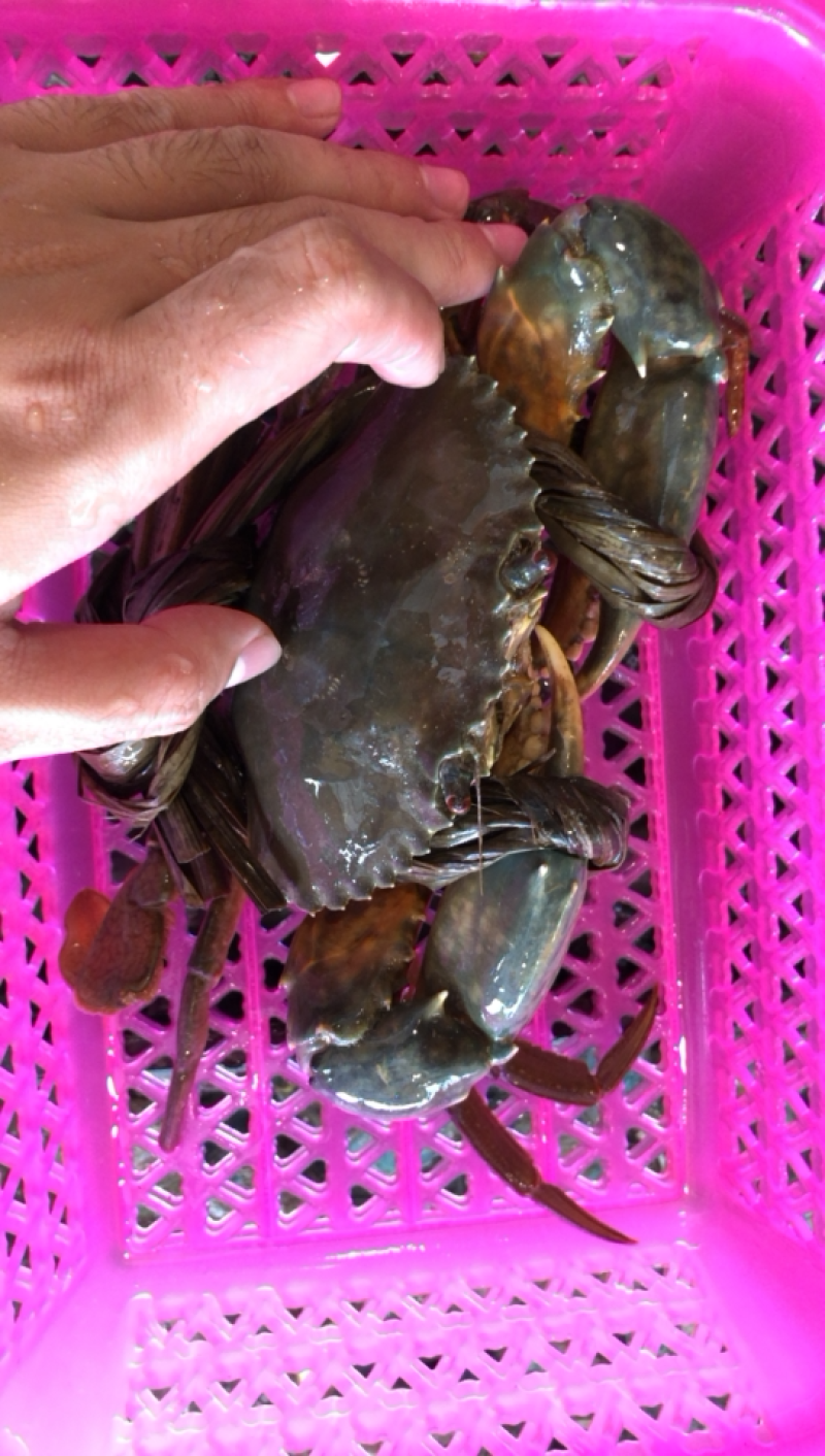 北海涠洲岛小船扑抓鲜活螃蟹，肉肥带黄饱满