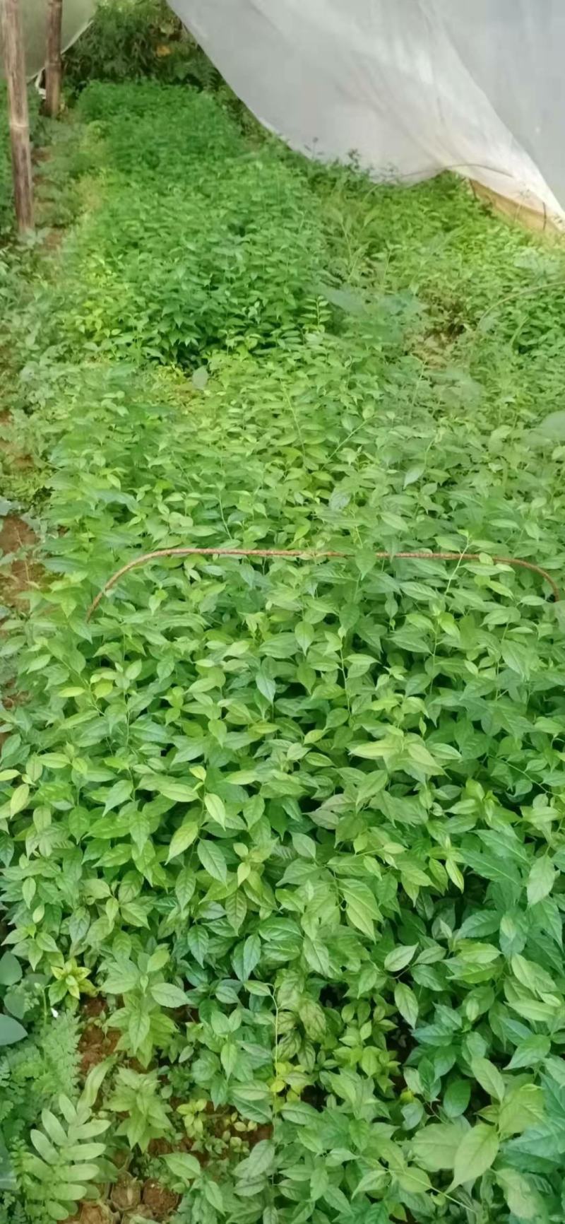 广西岗梅苗，根须发达，小叶岗梅苗，湖南岗梅苗，江西岗梅苗