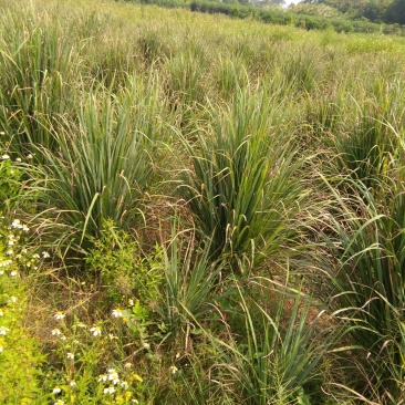 香茅草