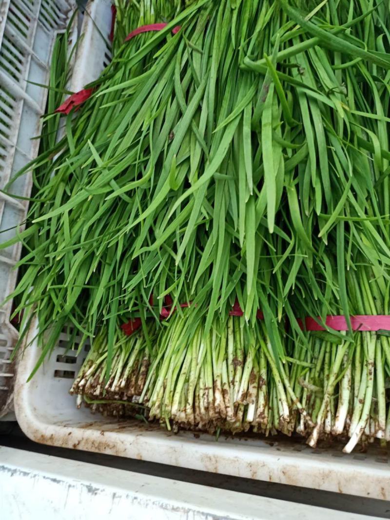 精品韭菜，基地直供，一手货源，根粗色绿，常年供应优质韭菜