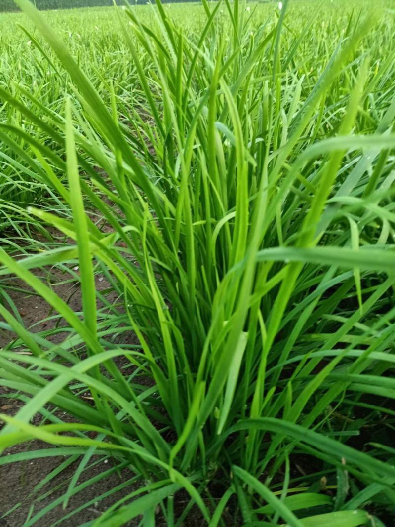 精品韭菜，基地直供，一手货源，根粗色绿，常年供应优质韭菜