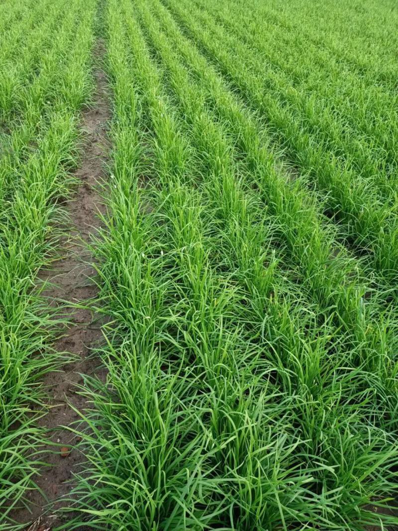 精品韭菜，基地直供，一手货源，根粗色绿，常年供应优质韭菜