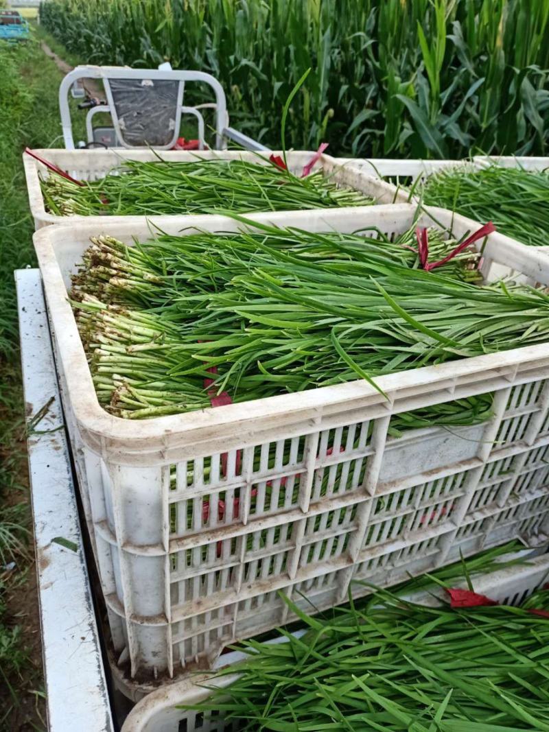 精品韭菜，基地直供，一手货源，根粗色绿，常年供应优质韭菜