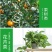 一喷绿黄叶变绿钙镁锌锰硼铜钼进口蔬菜花卉叶绿素微量元素