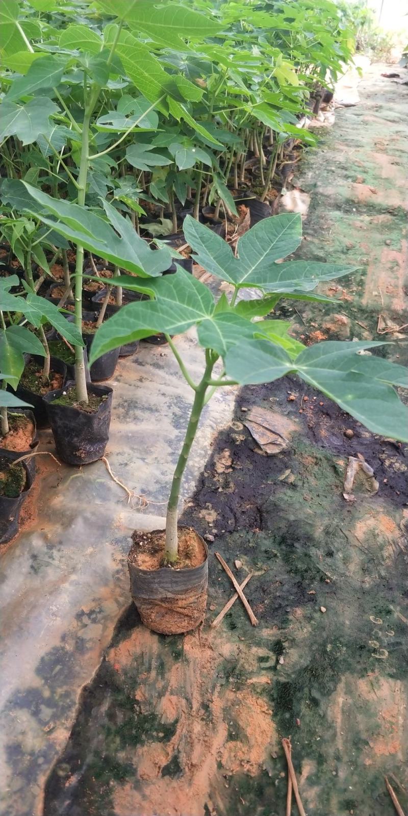 苗场推出红铃木瓜苗，华农一号水果木瓜苗，穗中红木苗