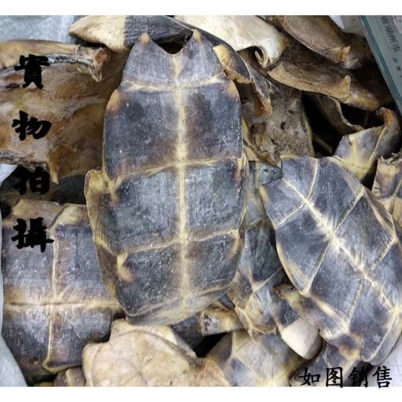龟甲，产地直供，无硫磺，***剂，含量高，过药监