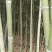 精品竹片果树蔬菜支撑竹架毛竹菜竹一手货源量大从优！