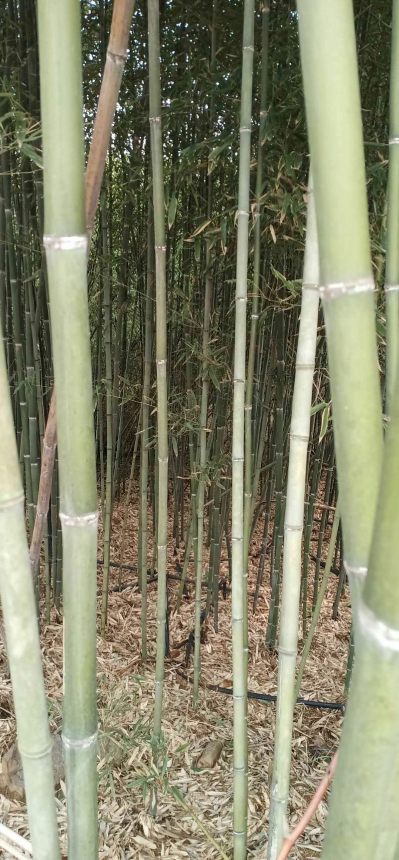 精品竹片果树蔬菜支撑竹架毛竹菜竹一手货源量大从优！