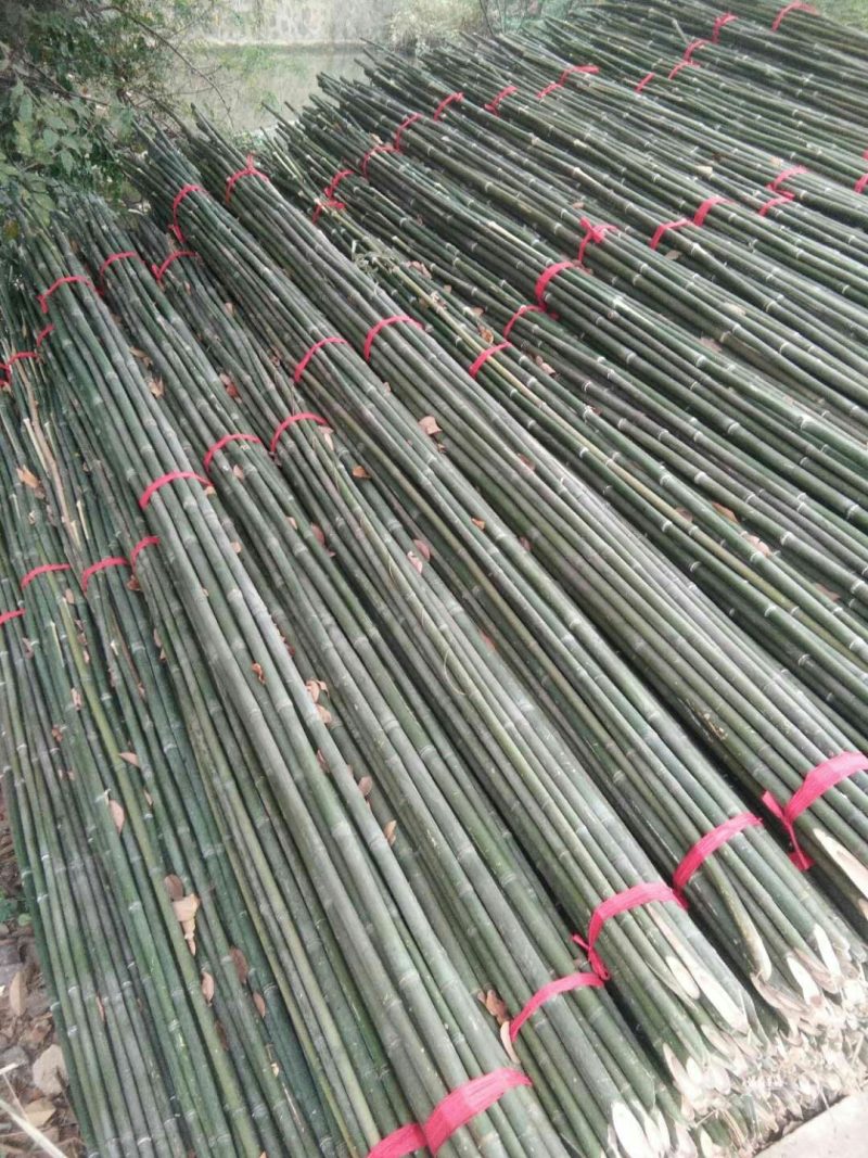 精品竹片果树蔬菜支撑竹架毛竹菜竹一手货源量大从优！