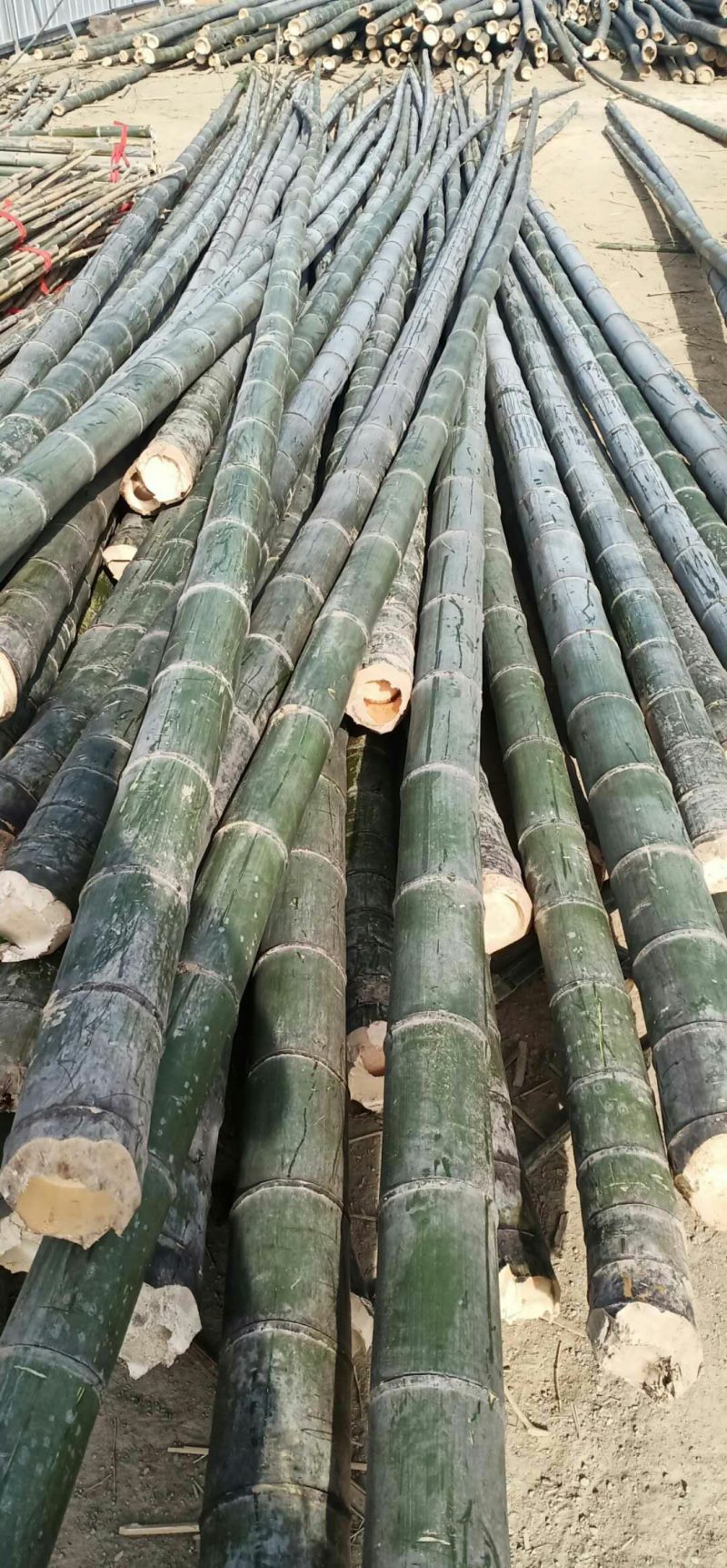 精品竹片果树蔬菜支撑竹架毛竹菜竹一手货源量大从优！