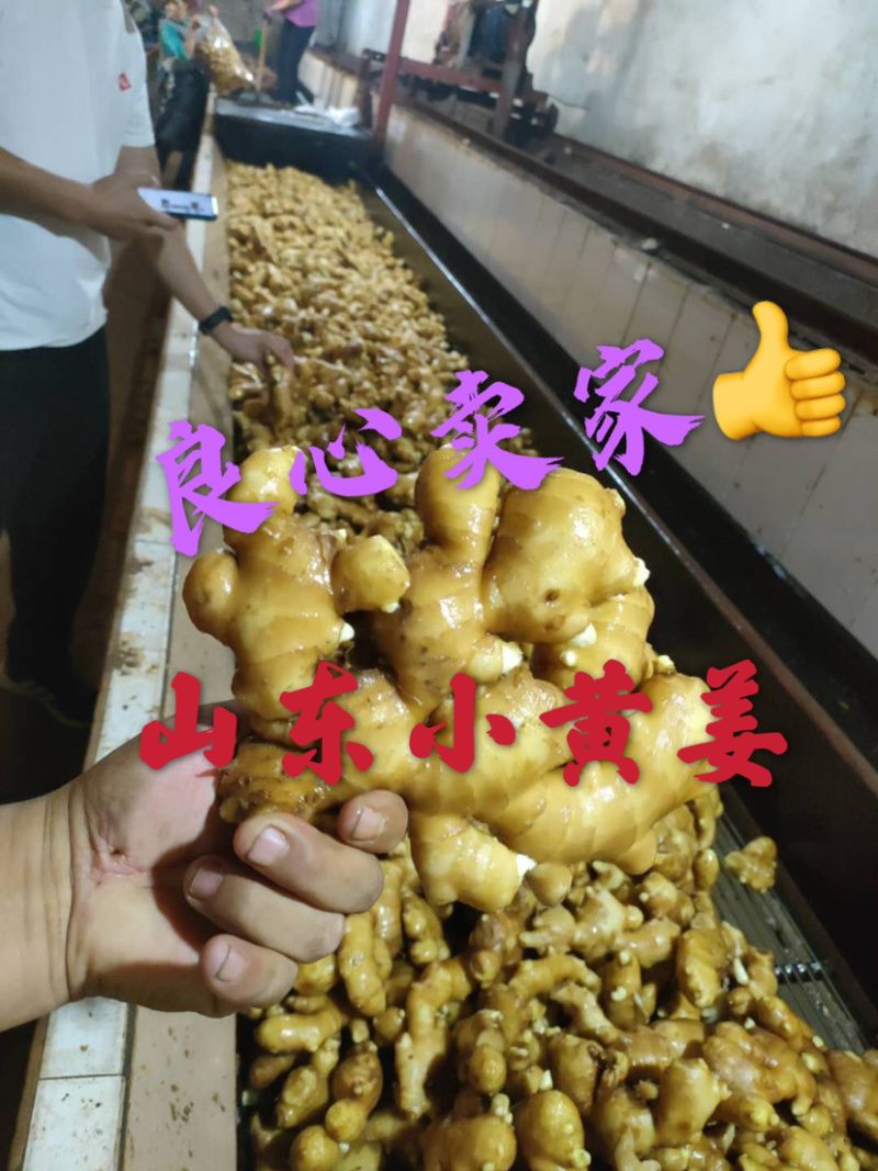 优质生姜-生姜-小黄姜，鲜姜保质保量基地发货一条龙服务