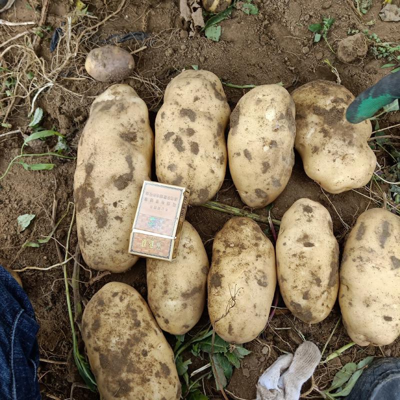 沃土荷兰十五土豆大量上市基地直发欢迎各地老板考察