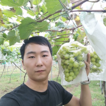 阳光玫瑰葡萄苗嫁接葡萄苗育苗基地红提葡萄苗