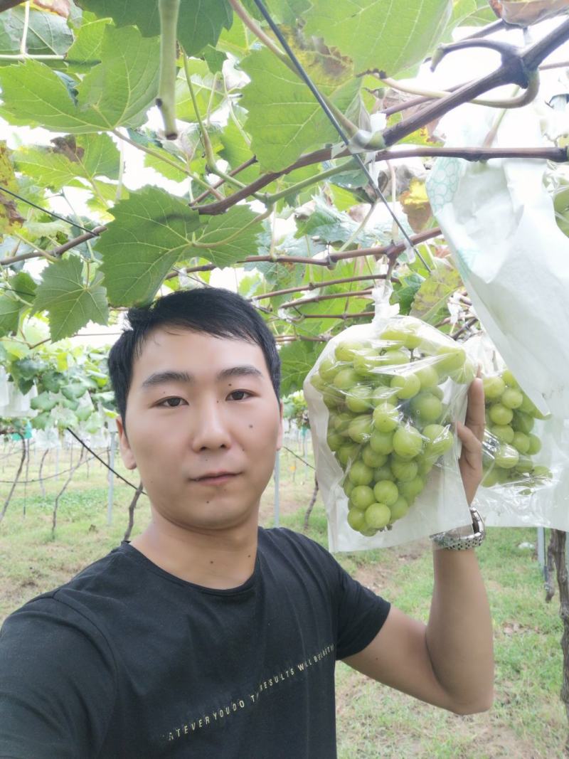 阳光玫瑰葡萄苗嫁接葡萄苗育苗基地红提葡萄苗