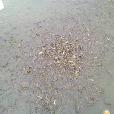 四川省乐山市五通桥区大量出售鱼鳅